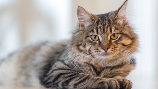 Un estudio vincula un parásito común en los gatos con enfermedades neurológicas como el alzhéimer